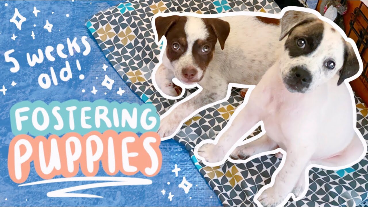5 WEEK OLD PUPPIES // CUTE PUPPY VLOG 🐶💗