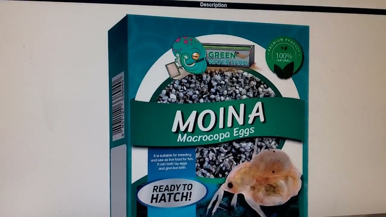 Начало культивирования дафний из яиц, купленных онлайн, и их распаковка