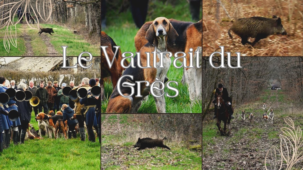 Chasse aux sangliers : 
