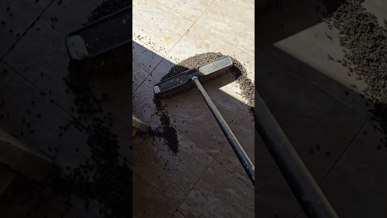 A fly problem