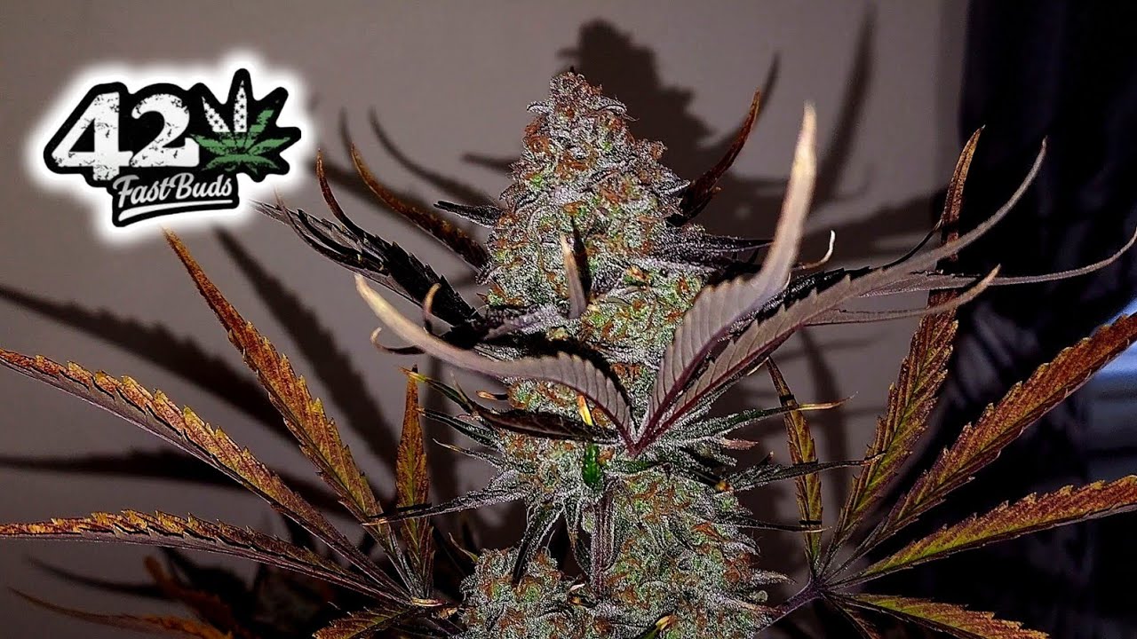 Autoflower Grow Journal @FastBuds Apple Strudel Auto! It made the cut!