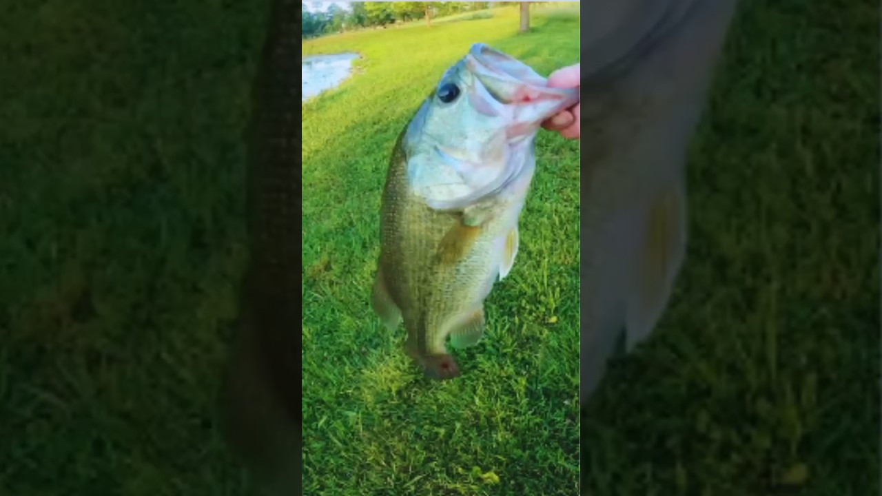 Bass destroys top water lure. #bass fishing#Pa fishing#topwater