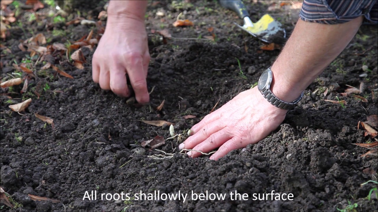 The Planting of hardy Lady's Slipper Orchids in the Garden (HD)