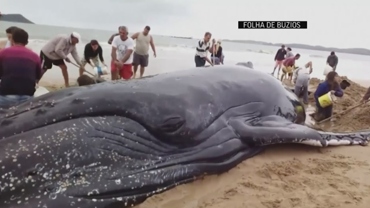 Crowds pull together to save beached whale in Brazil