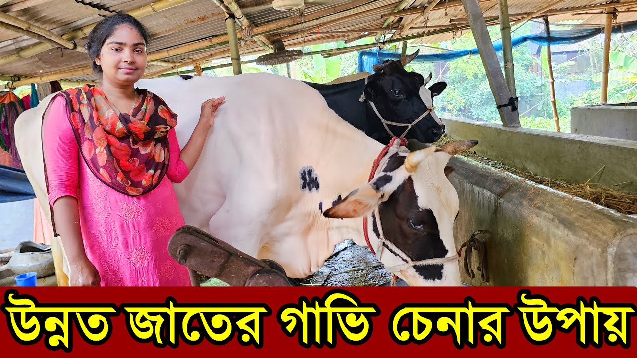উন্নত জাতের গাভী চেনার সহজ উপায়