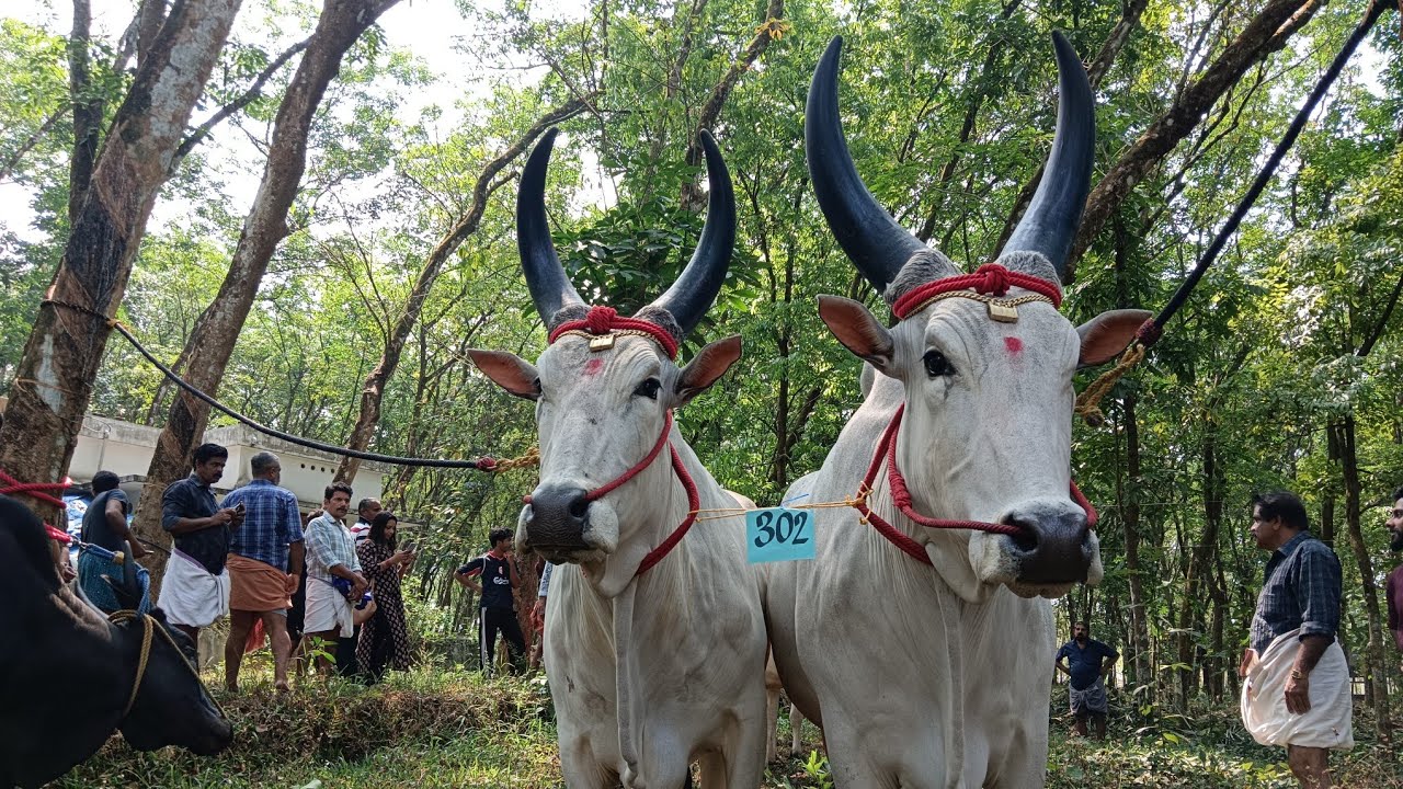 കാക്കൂർ കാളവയൽ l Kakkoor Kalavayal 2026