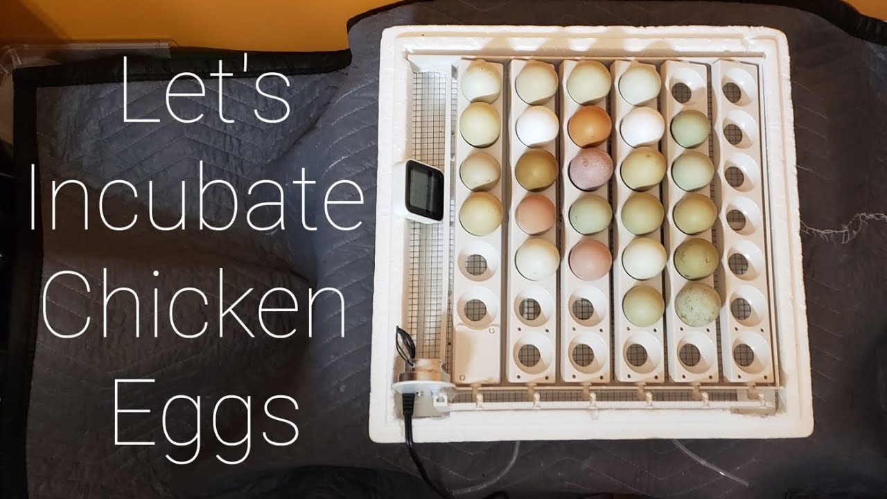 Let's Incubate Chicken Eggs:  How To, Do's, and Don'ts