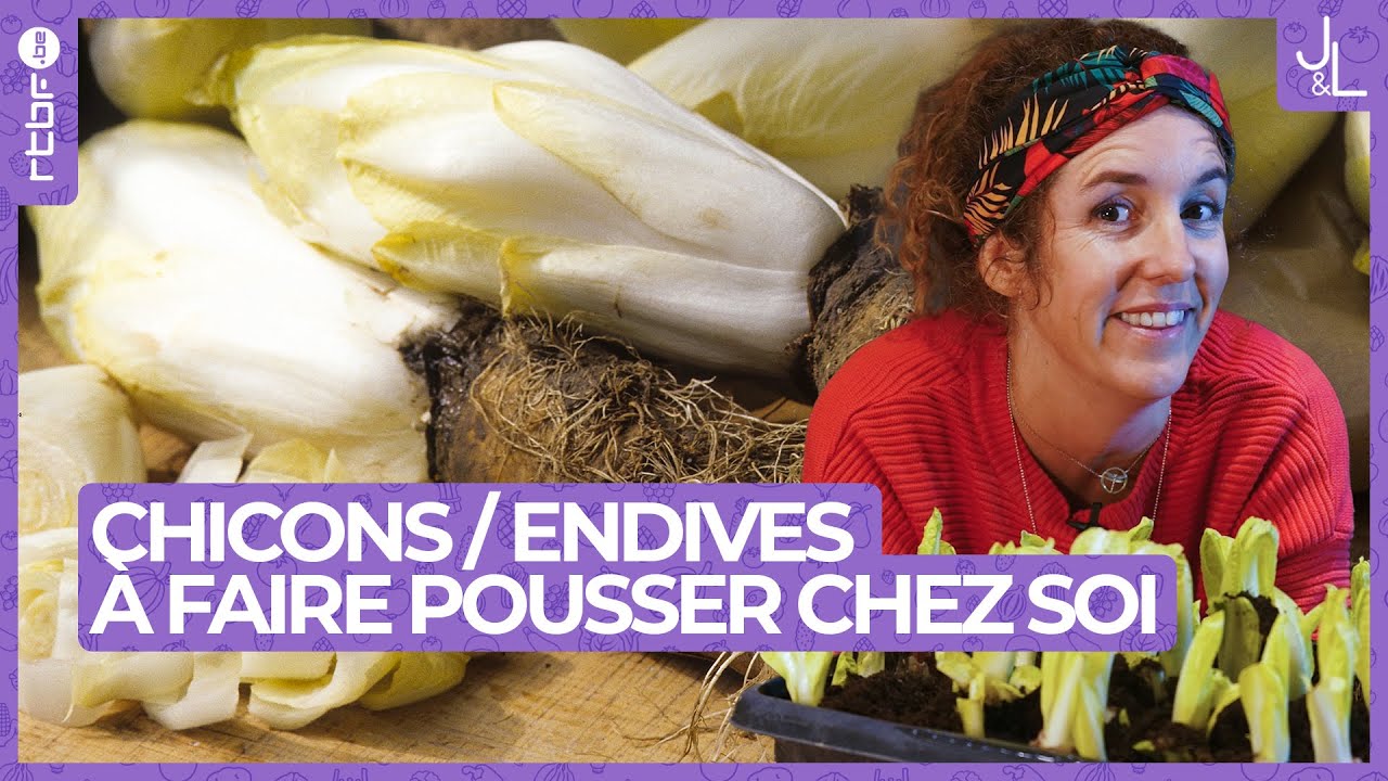 Chicons / Endives : comment les cultiver &agrave; la maison ? | Jardins et Loisirs