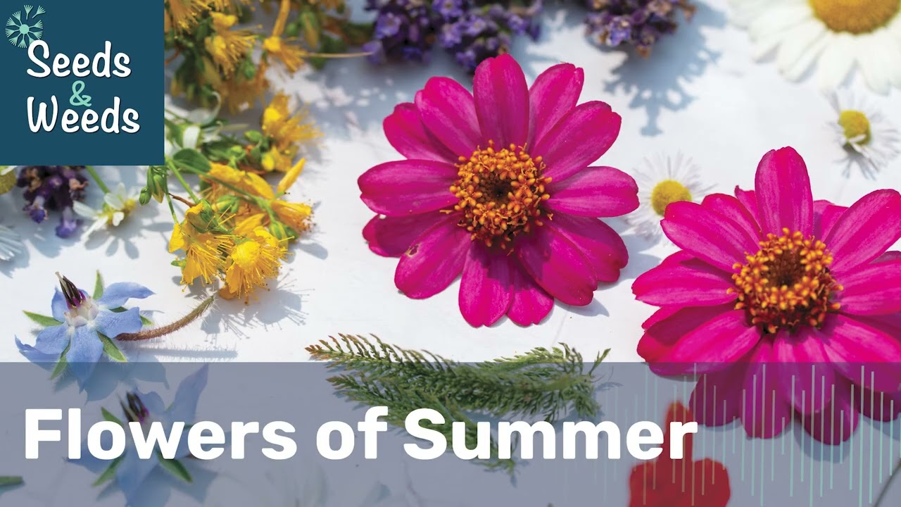 SUMMER FLOWERS as Food and Medicine
