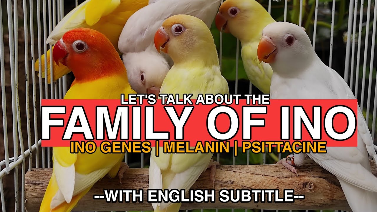 FAMILY OF INO | INO GENES | MELANIN AND PSITTACINE