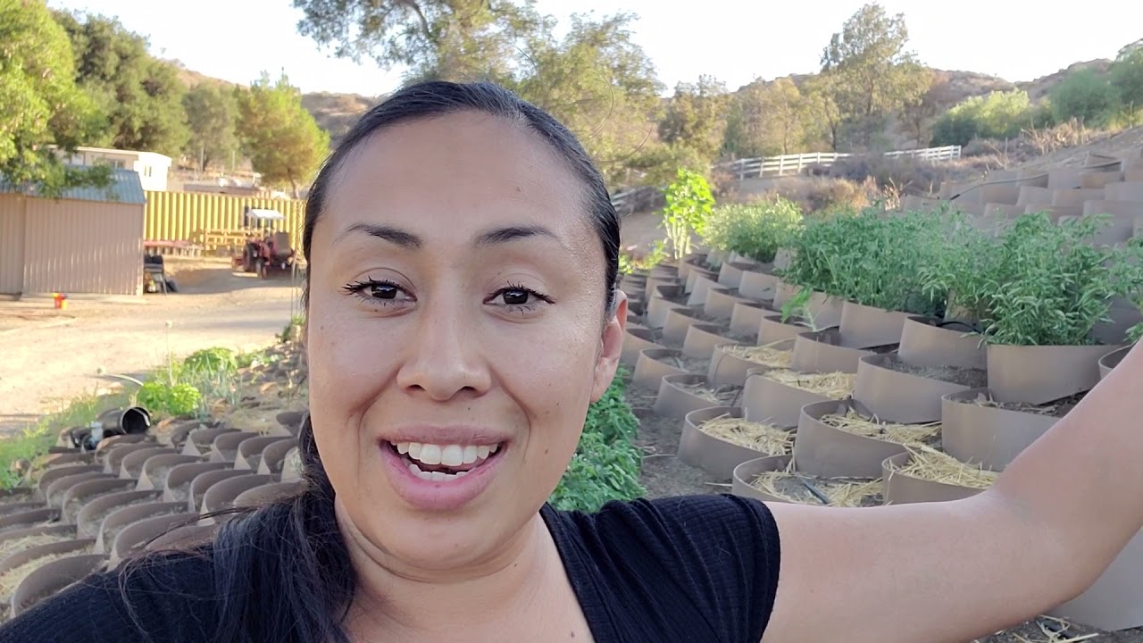 The 5 crops that are surviving Rodents🐿,🐀🐁 Deers,🦌 Bunnies 🐰🐇