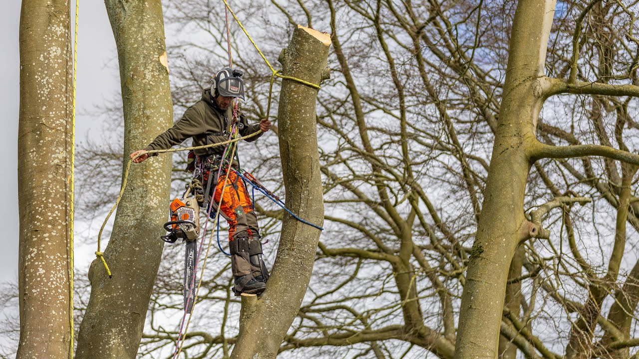 Beech Tree Removal - Helmet Cam POV Full Job (Meripilus)