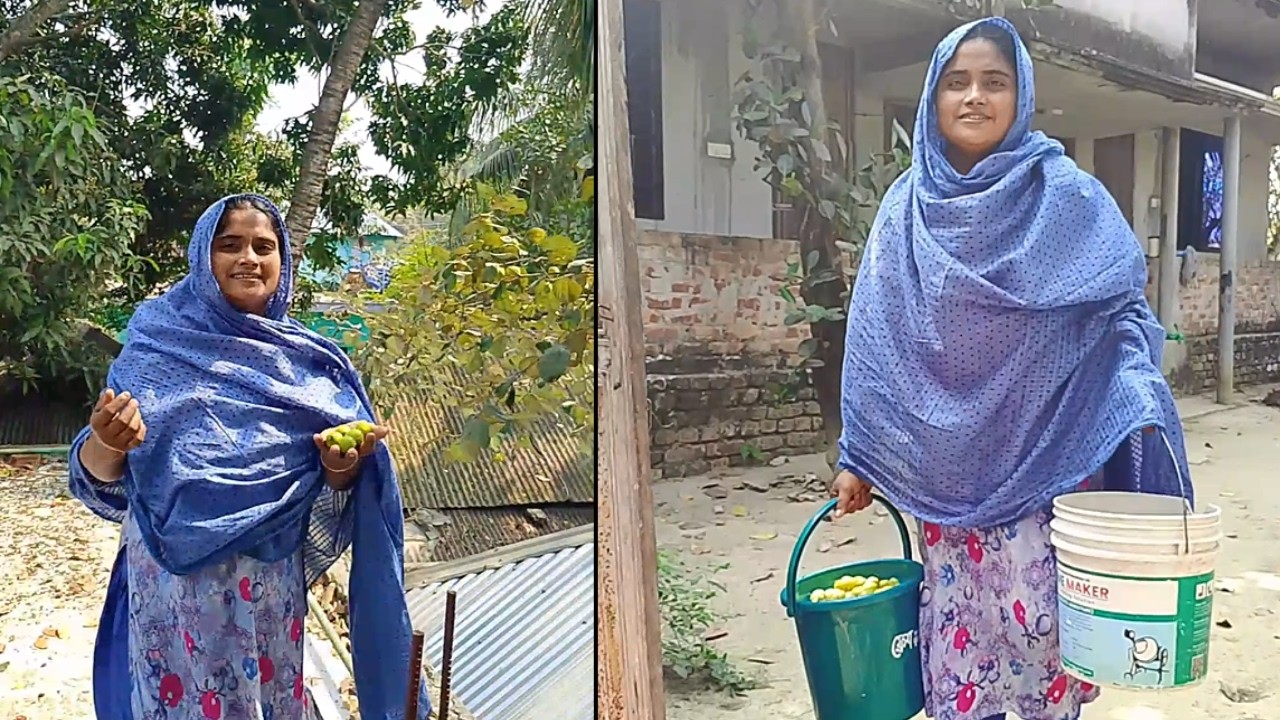 🍃 বাইয়ের শ্বশুরের গাছ থেকে টাটকা বরই পাড়লাম Collecting Fresh boroi Fruits from the Tree |