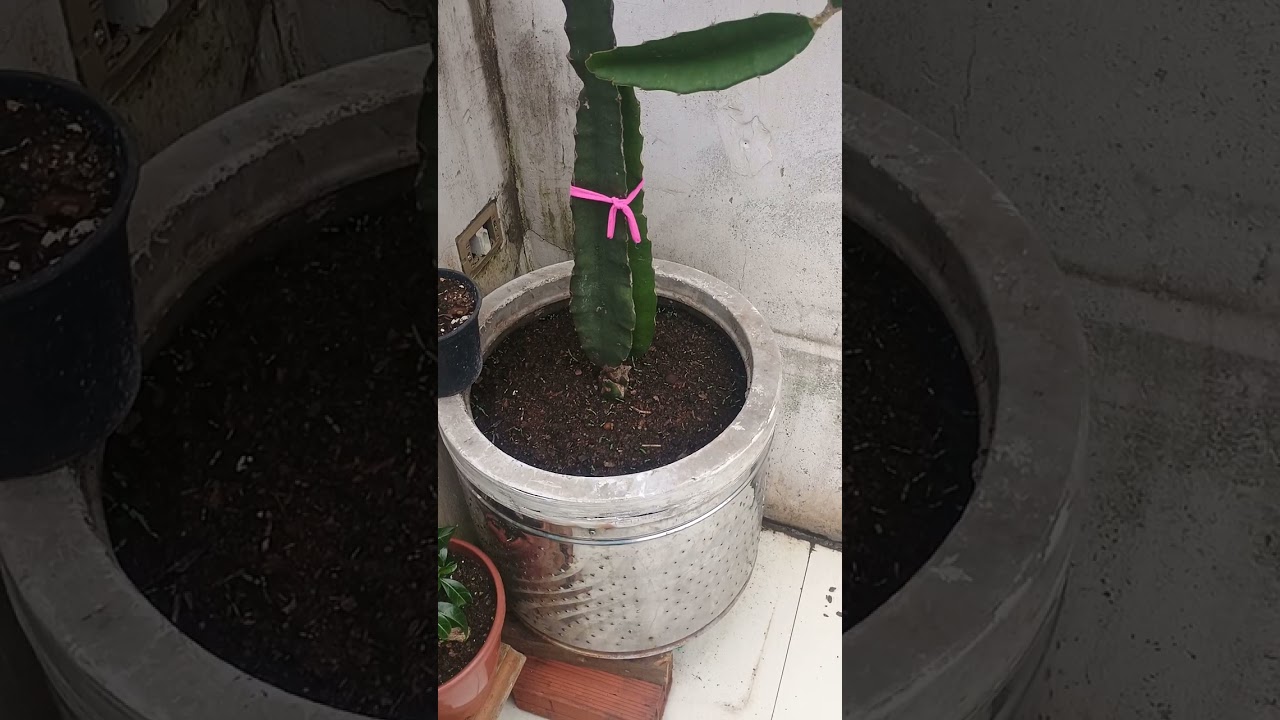Atualização dos desenvolvimento das pitayas muito sadias. 🙏😀👍