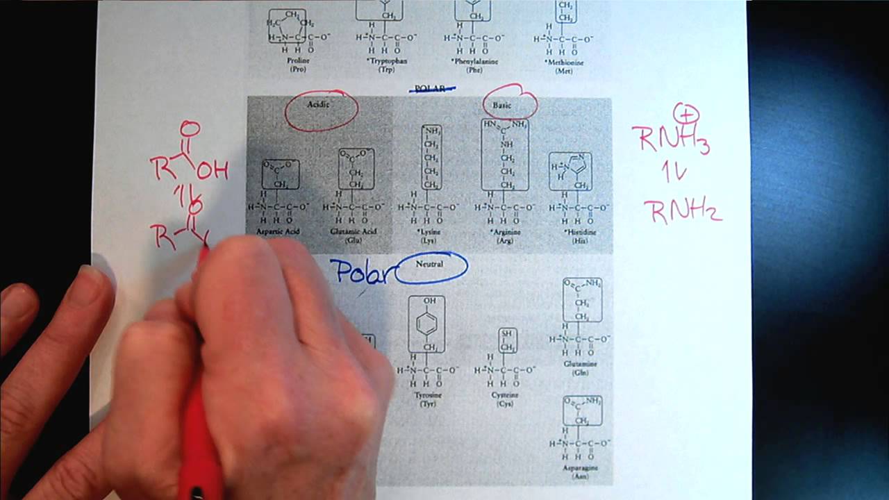 Chem 309 Proteins & Enzymes Part 1 Amino Acids