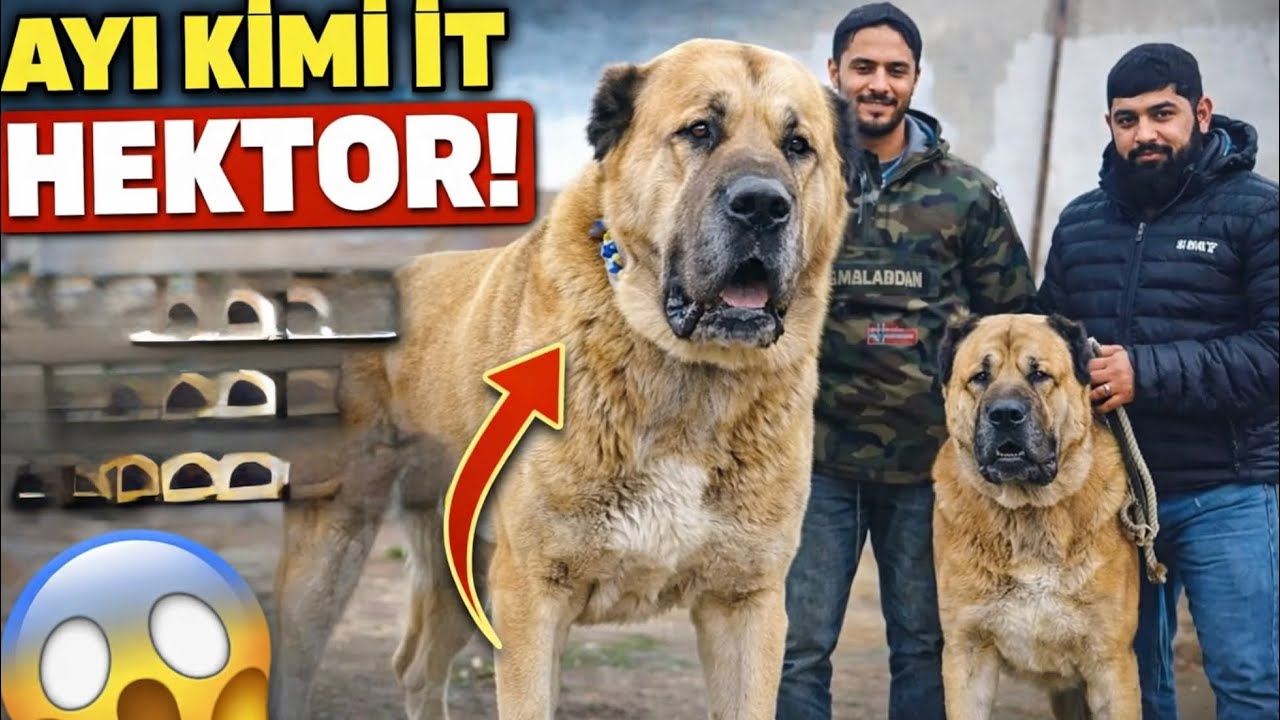 TikTok-da hamını qorxudan AYI İT – Hektoru canlı gördüm!