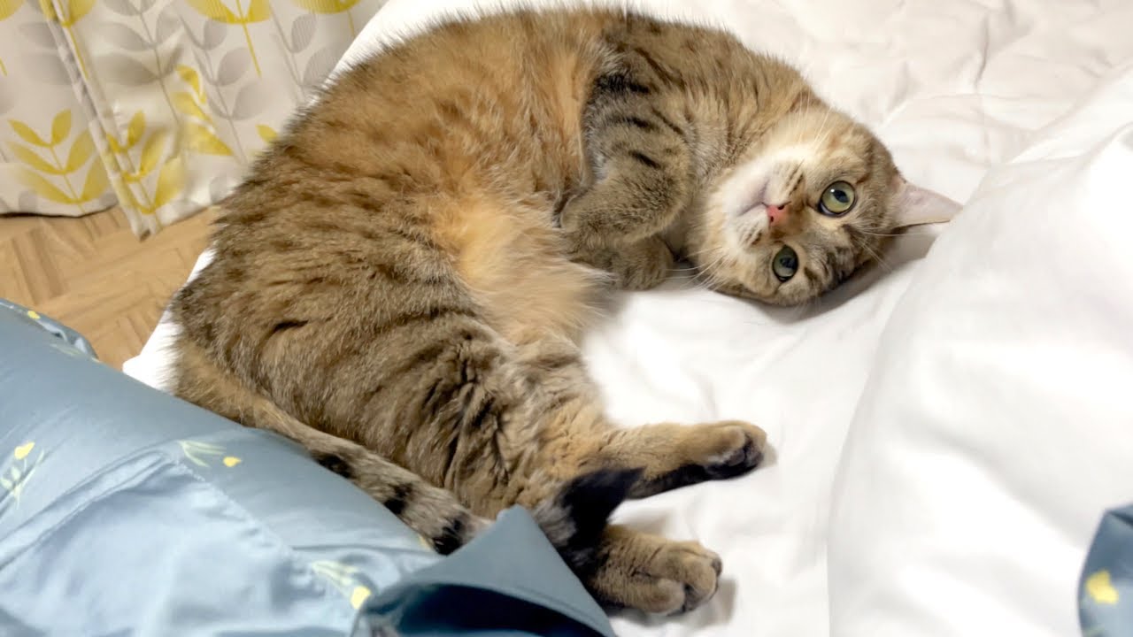 ふたりっきりになった瞬間甘えん坊になる猫！