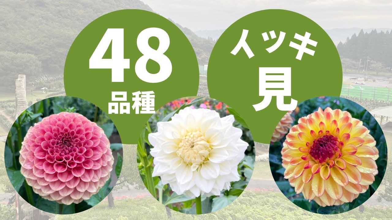 【花】ダリア48品種イッキ見(各品種の登場シーンは概要欄をみてね)