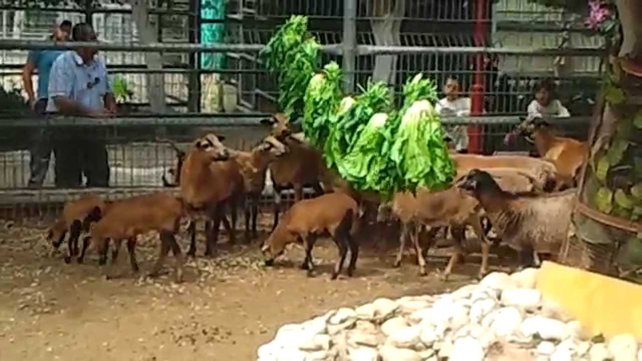 اثراء خاروف الكاميرون في حديقة الحيوانات الوطنية في قلقيلية _ فلسطين