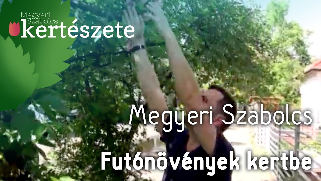 Fut&oacute;n&ouml;v&eacute;nyek kertbe - Megyeri Szabolcs Kert&eacute;szet Miskolc