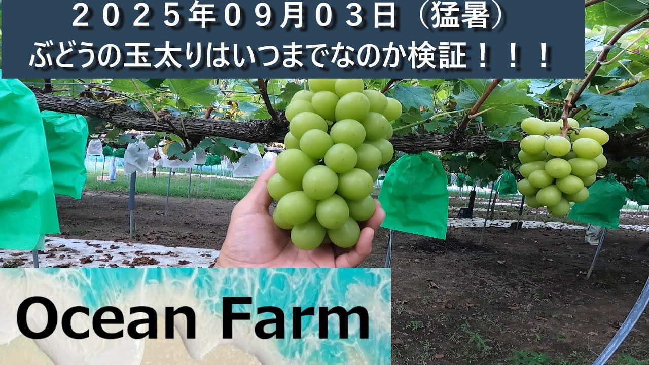 ぶどうの玉太りはいつまでなの？検証