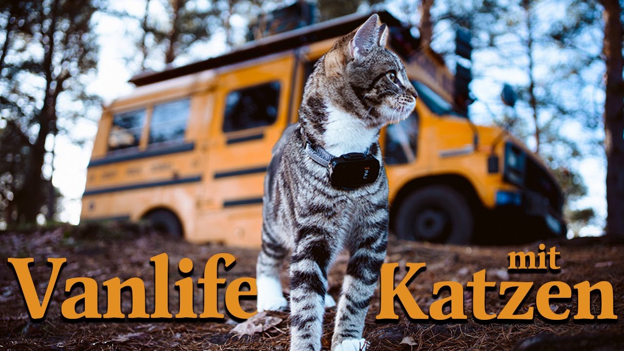Reisen mit Katzen | Geht das überhaupt? | Training Tracker Impfung | Das solltest du wissen