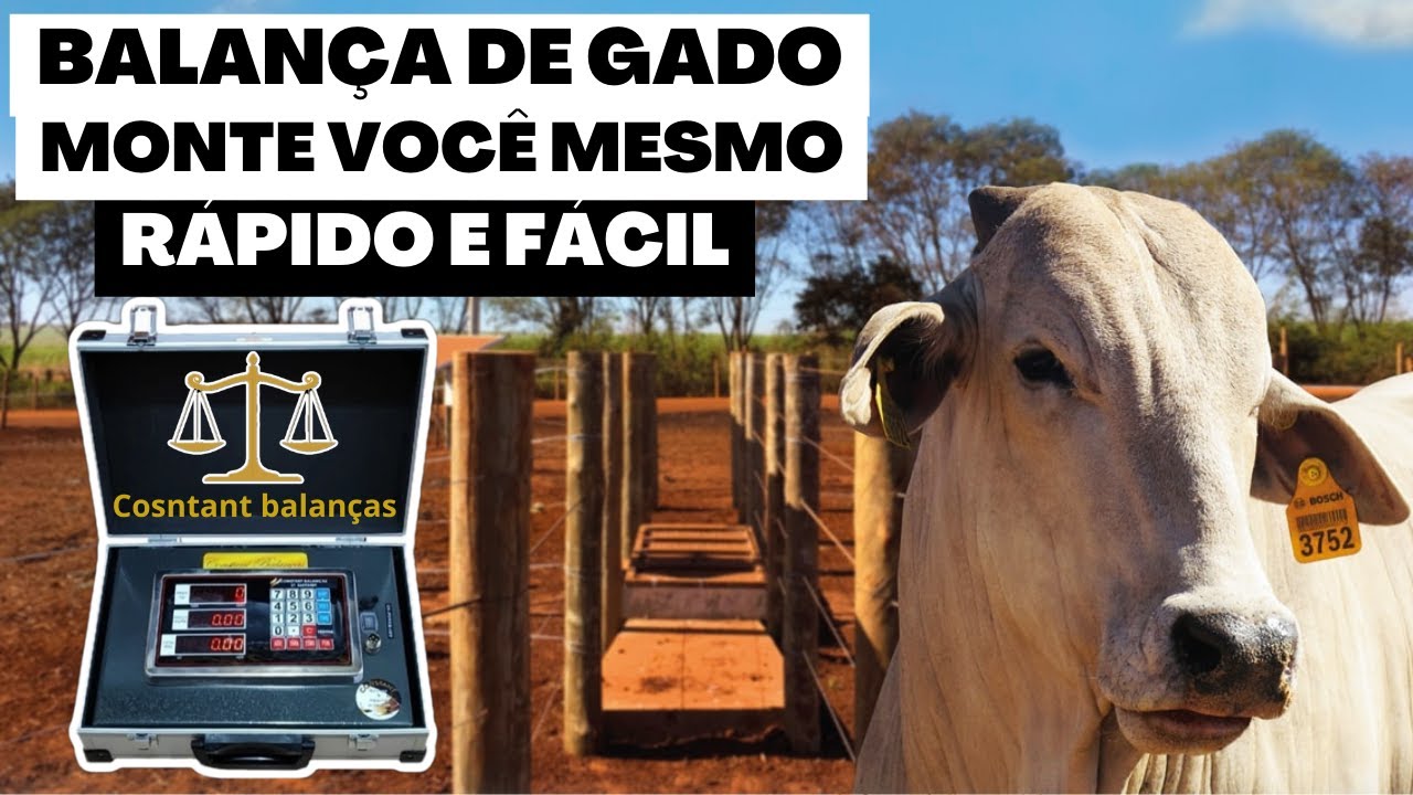 Balança de gado c/ maleta + Barra de pesagem - Instalação e Funcionamento.