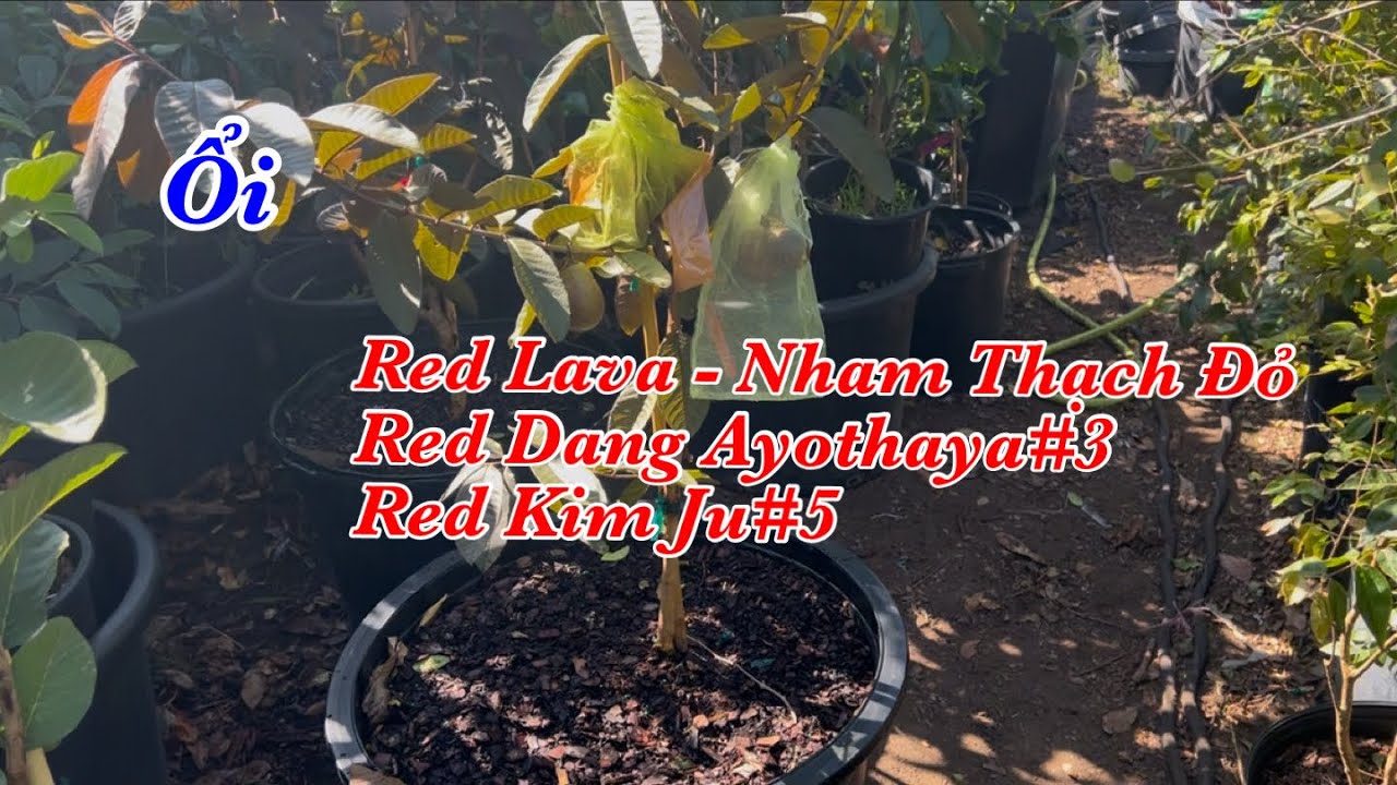 Ổi Red Lava Ổi DA-3 Mận Red Empress