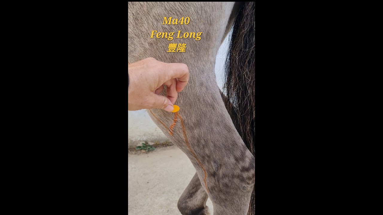 Akupunkturpunkt Magen 40 Feng Long
