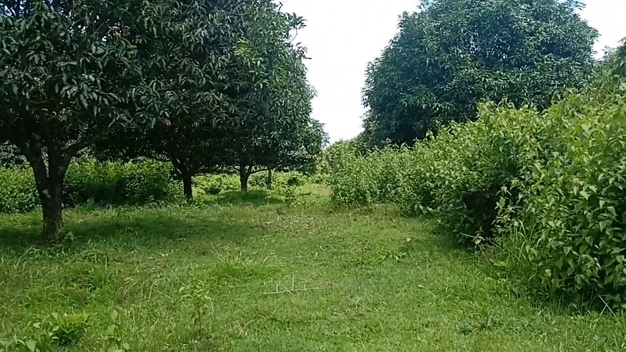 3hectare Mango Farm in Mabato Rosario Batangas