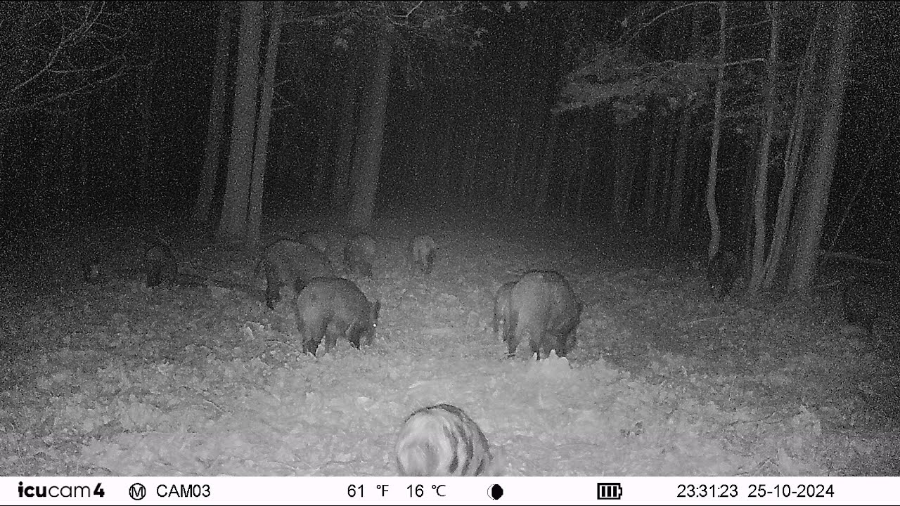 20241025233126 Germany - Wildzwijn / Schwarzwild / Wild boar