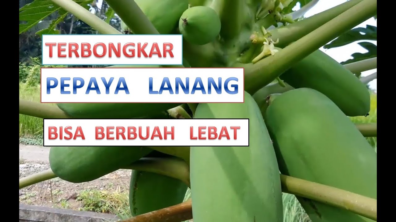 Cara Supaya Pepaya Jantan Bisa Berbuah Percobaan Yang Tidak Masuk Akal 50 Persen Berhasil