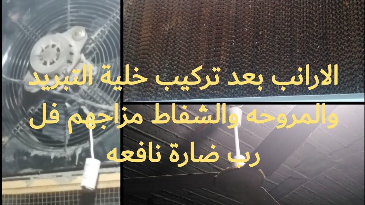 الأرانب بعد تركيب خلية التبريد والشفاط مزاجهم فل ،،رُبَّ ضارةٍ نافعه ـ