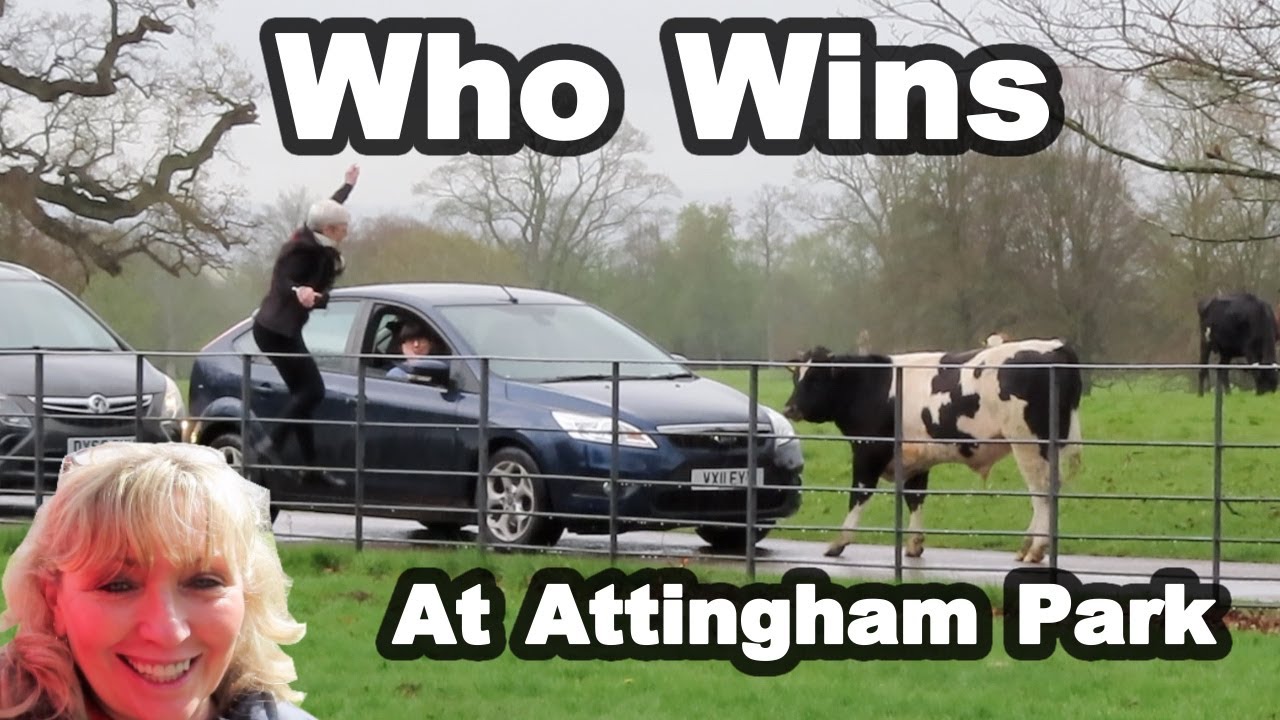 Cattle STOPS The Traffic At Attingham Park - Vanlife UK