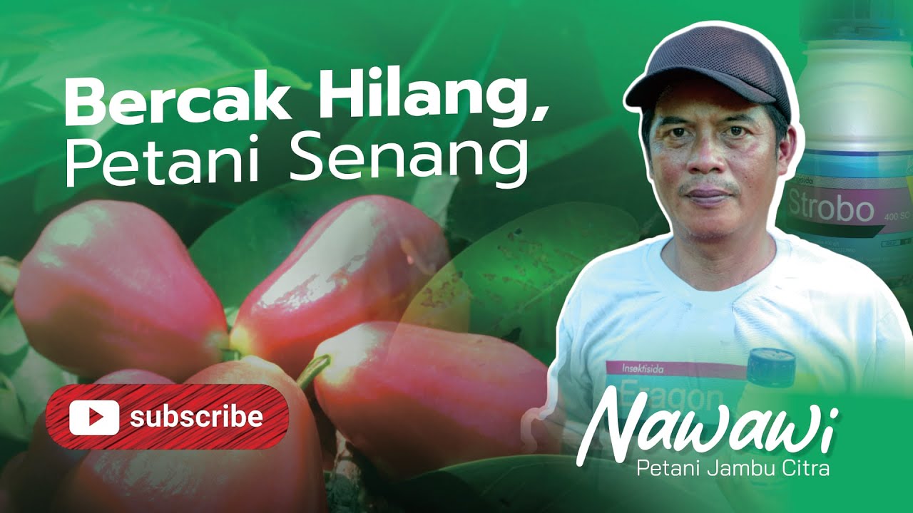 AGRITIM | PETANI JAMBU CITRA | BANYUWANGI JAWA TIMUR | Strobo 400 SC, dan Geyser Cal Mag B.