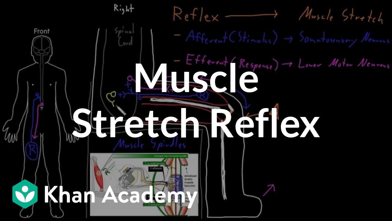 Muscle stretch reflex | Organ Systems | MCAT | Khan Academy