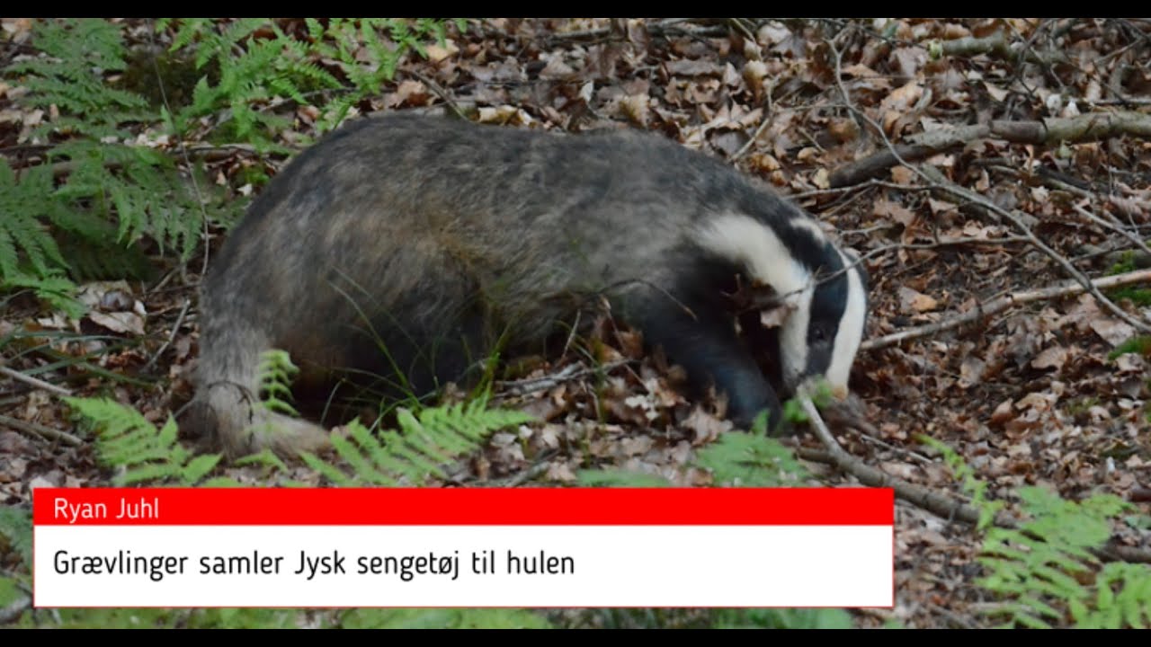 Grævlinger samler Jysk sengetøj til hulen / Badgers gather bedding for the cave