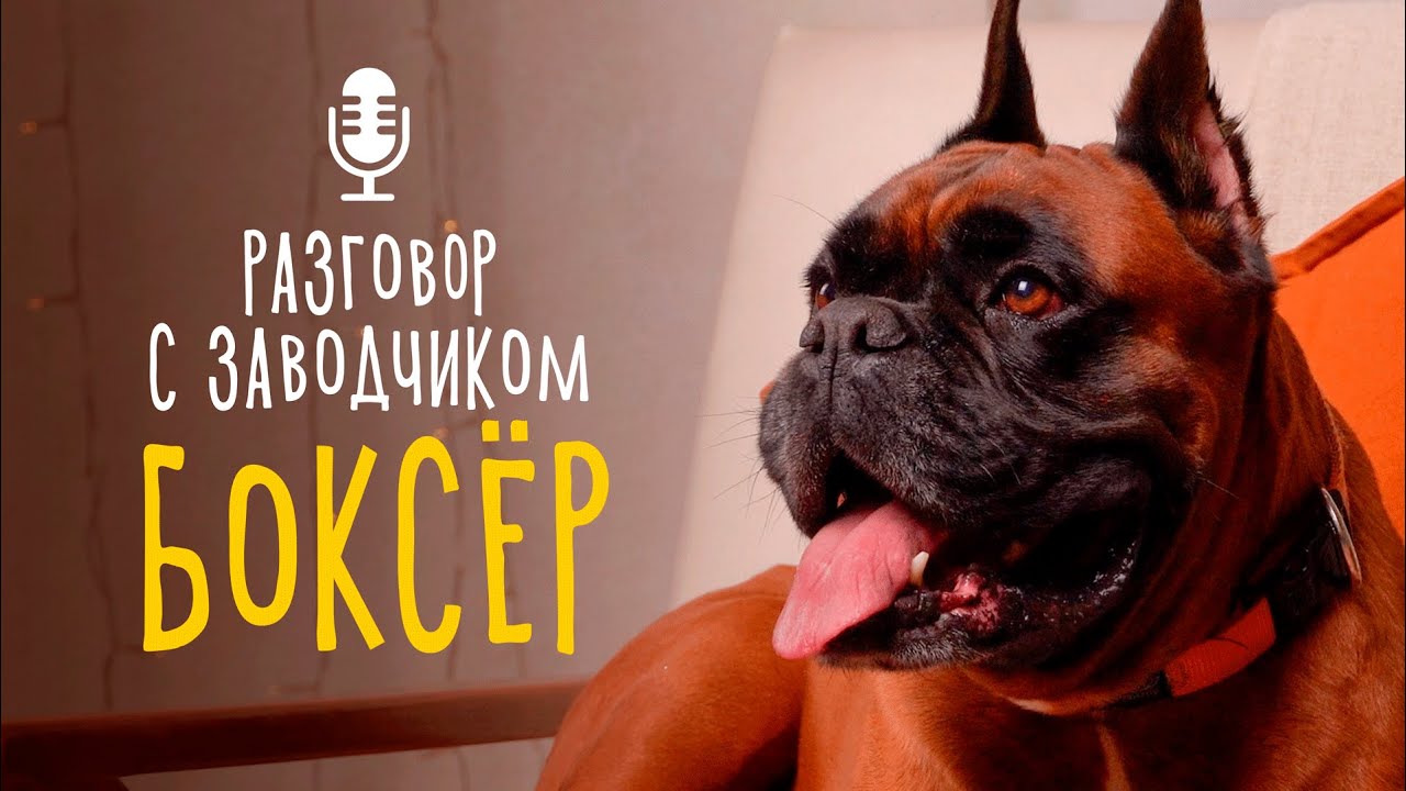 Разговор с заводчиком: немецкий боксёр // Боксёр - бойцовская порода. Это миф? / Описание породы