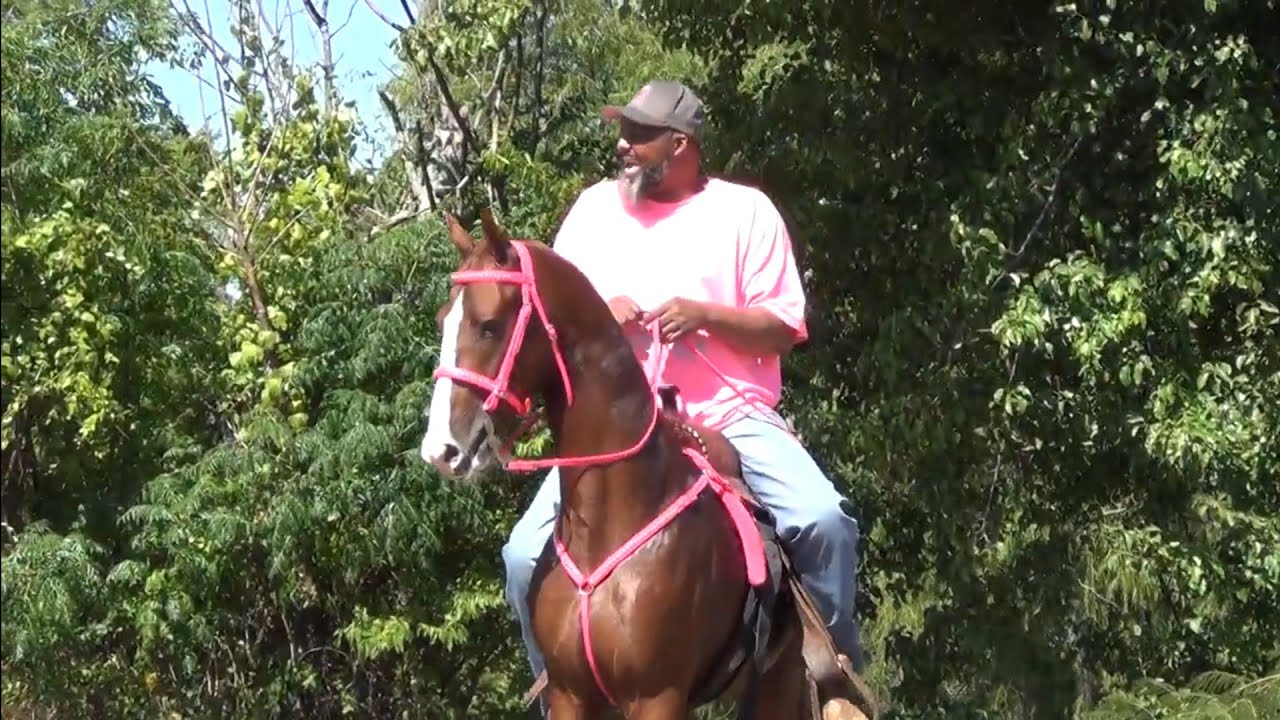 Hooks Trail Riders Annual Singlefoot Trail Ride