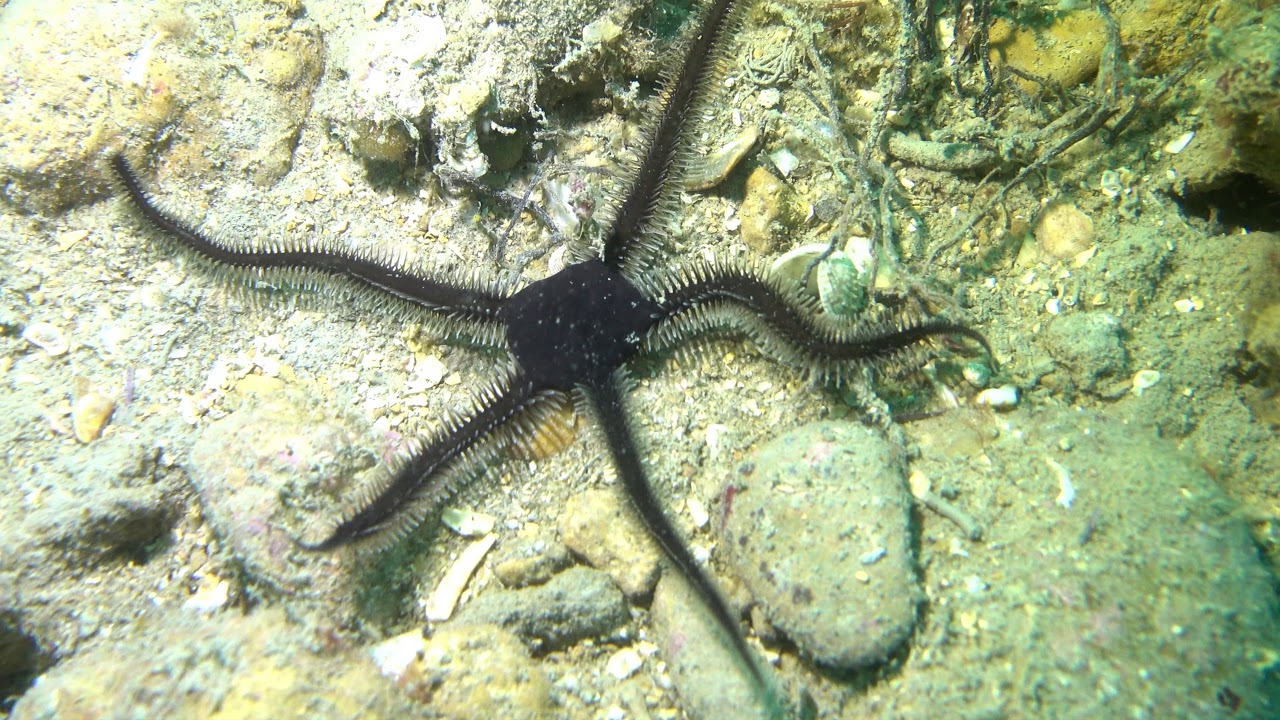 Ophiure noire - Ophiocomina nigra - Palavas (France)