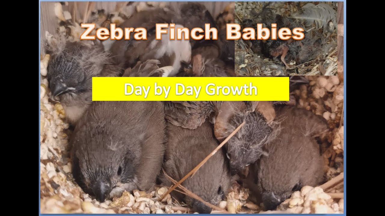 Zebra Finch babies day by day growth | fiches | Birds | Birds Breeding | bird of paradise