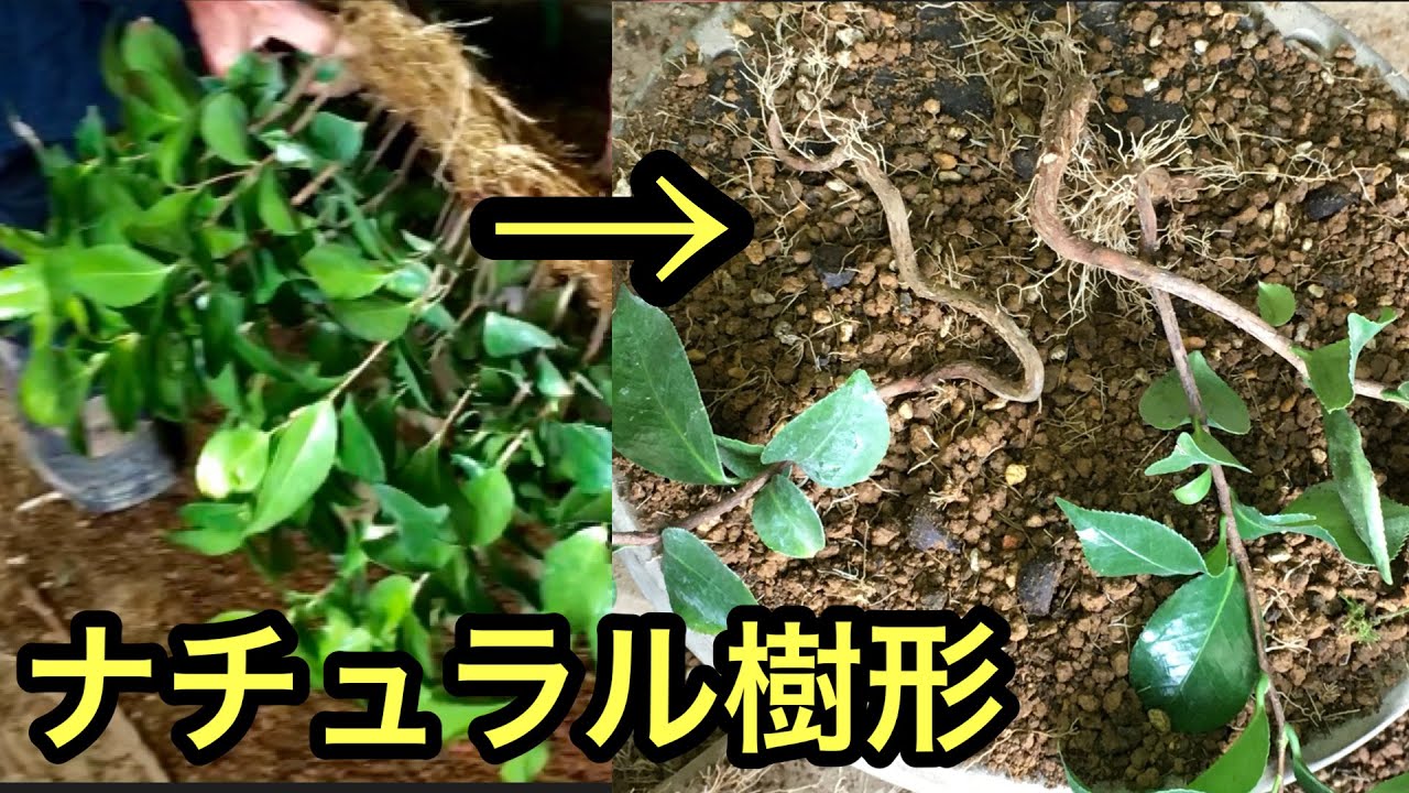 Саженцы камелий, из которых получаются маленькие бонсай, максимально используя свои