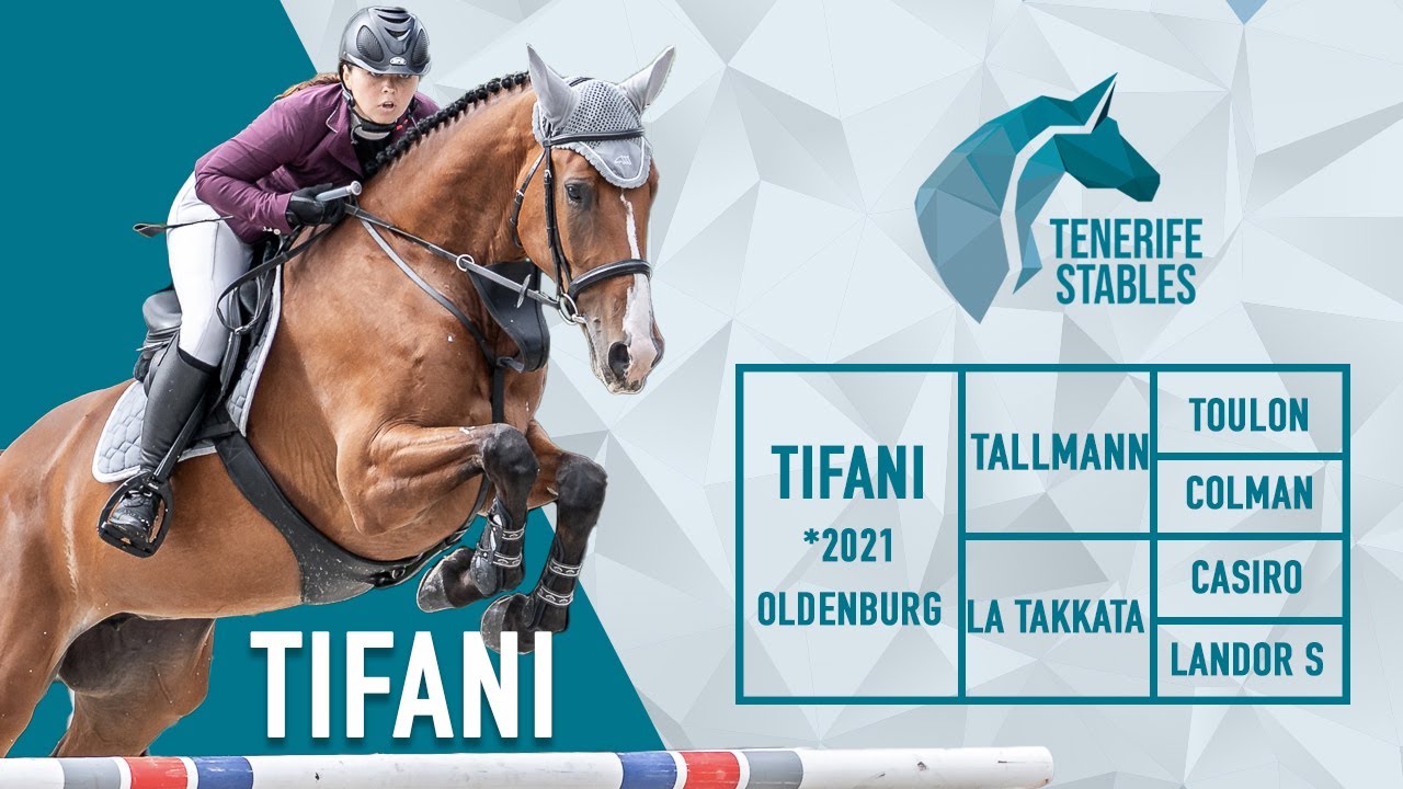 Tifani, 2021 Oldenburg mare Tallmann TN x Casiro, Czech 4y old champion