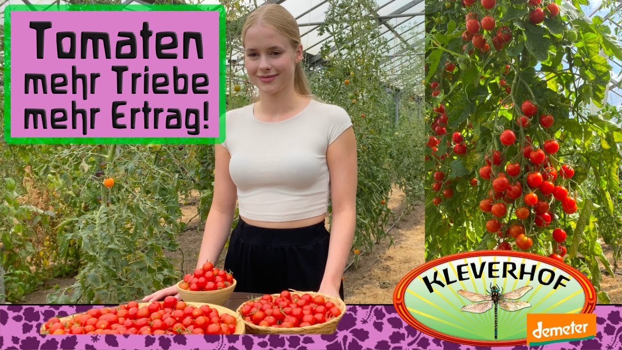 Mehrtriebige Tomaten: Mehr Ertrag als Eintriebige! Ausgeizen Teil 1