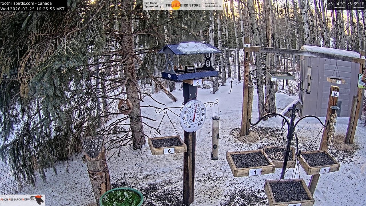 2026-02-25 - Foothills Birds - Live BirdCam [65+ Species]