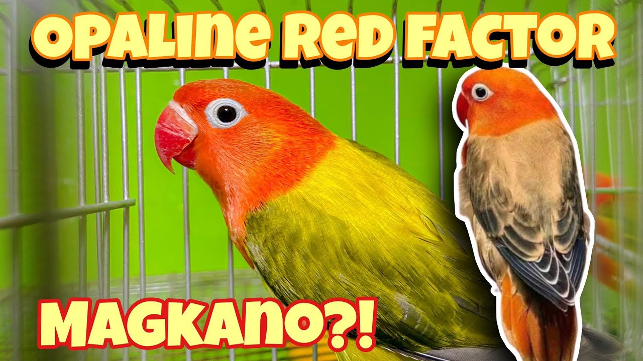 MAGKANO ANG RED FACTOR | OPALINE RED FACTOR | BULACAN PET MARKET- VLOG 82
