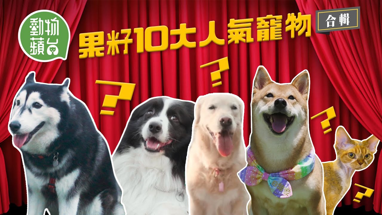 人氣寵物—金毛尋回犬狗界最溫柔善良暖男 怕羞俄羅斯藍貓 日本柴犬同秋田犬撞樣點樣分？ 幼年期注意犬隻訓練防護食攻擊問題 