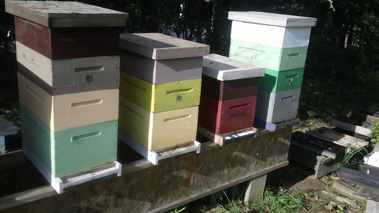 HIVE POISONING AGAIN