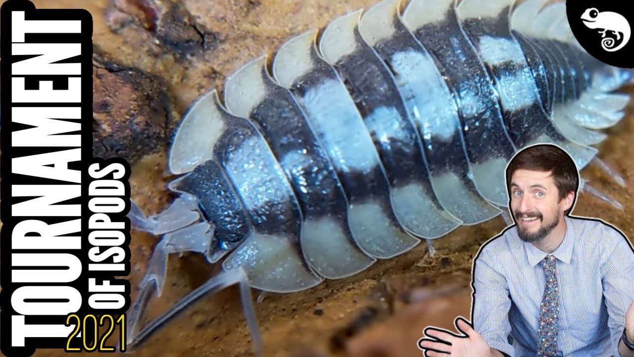Isopod BATTLE Royale - Bracketed Roly-poly Tournament 2021