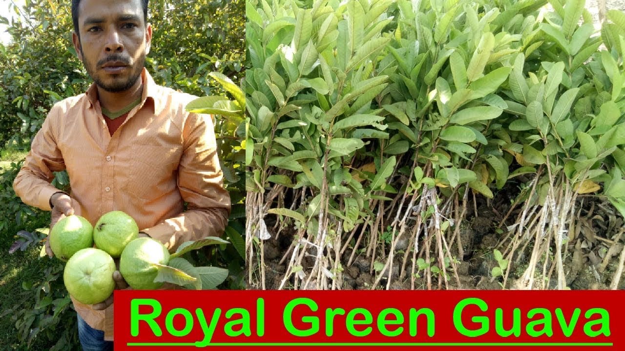 Royal Green | ಪೇರಲ ಹಣ್ಣುಗಳ ರಾಜ 